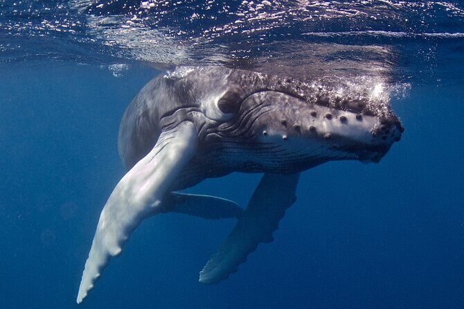 Try Scuba Diving in Kauai From a Boat: No Experience Necessary - Price and Value: what $316.59 actually covers
