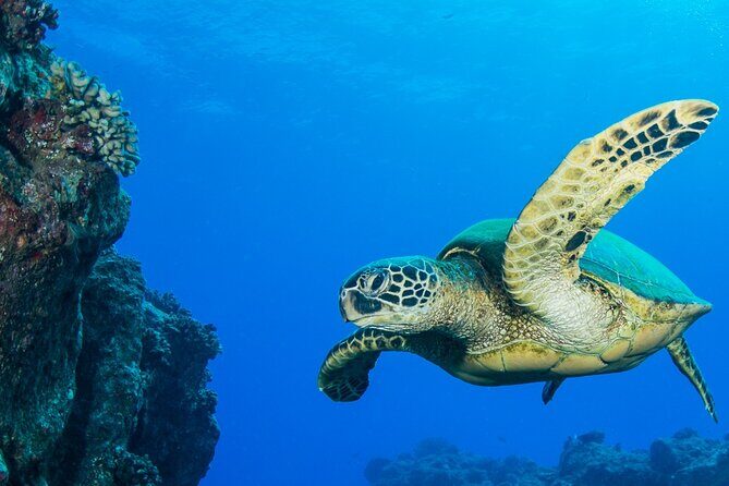 Try Scuba Diving on Kaua’i with Sea Turtles - First-Time Scuba Try on Kaua’i: What You’ll Do With the Gear