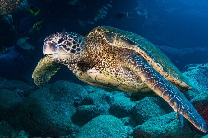 Try Scuba Diving on Kaua’i with Sea Turtles - Green Sea Turtles and the Reef Critters You Can Actually Spot