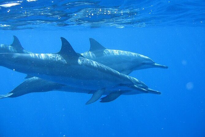 Ultimate Na Pali Coast Zodiac Boat Snorkeling and Sea Cave Tour - Price and What $257.28 Really Buys