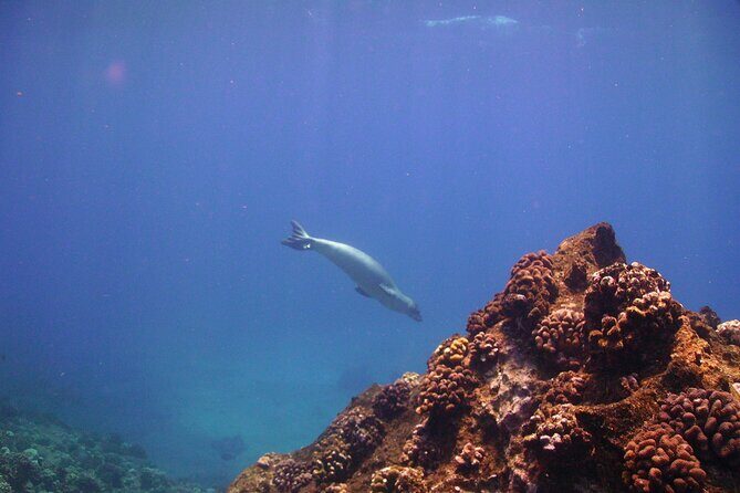 Ultimate Na Pali Coast Zodiac Boat Snorkeling and Sea Cave Tour - Stop 1: Na Pali Coast State Wilderness Park (the heart of the day)