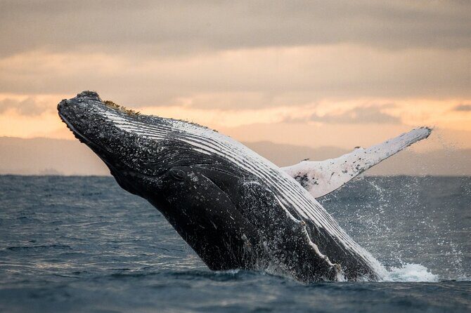 Winter Whale Watching Adventure in Kauai - Key highlights at a glance